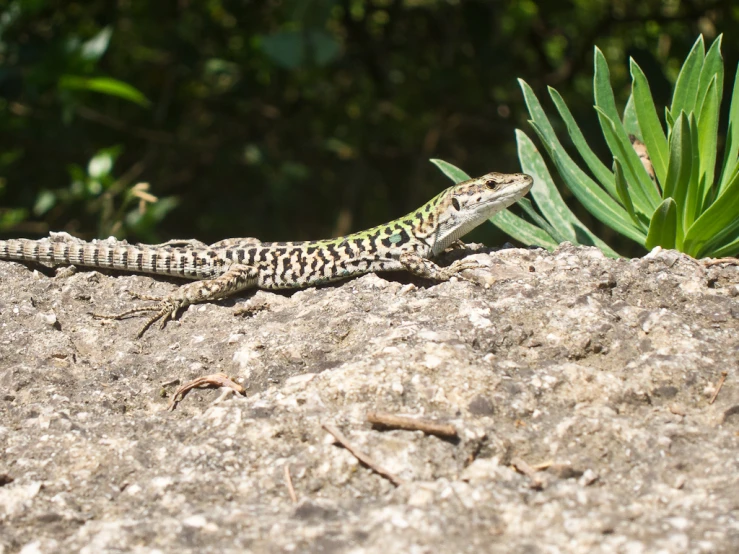 the lizard is sitting on the rocky ground by himself