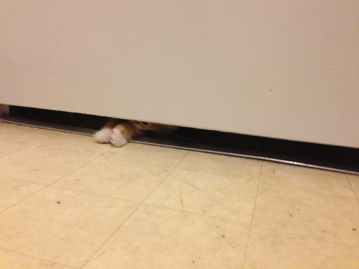 kitten hiding under the door in a living room