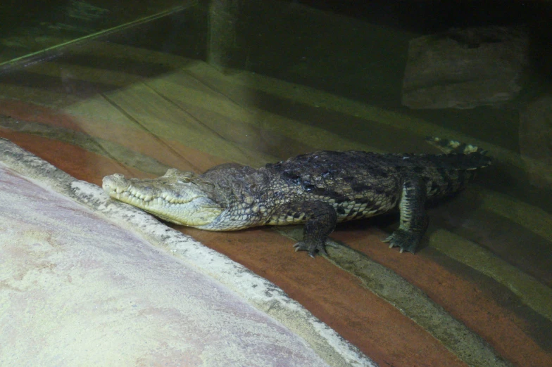 an alligator resting in its habitat looking over at the ground