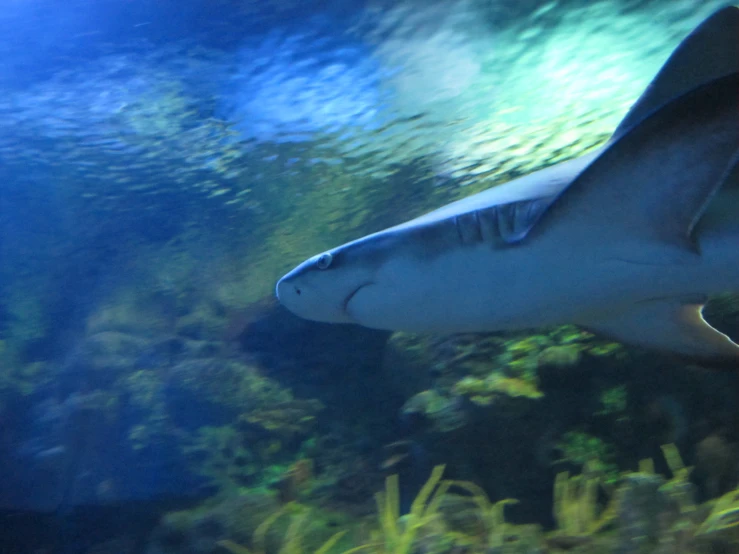 a shark swimming near green vegetation on an ocean floor