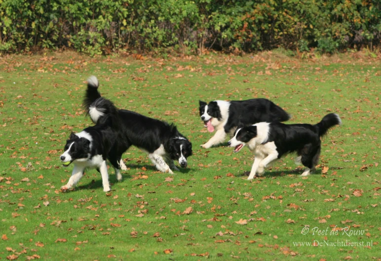 two black and white dogs chasing after a frisbee in the grass