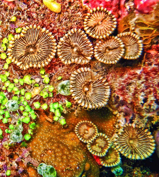 the colorful coral with small pieces of green