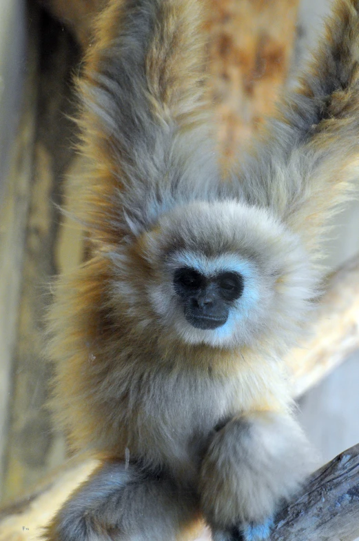 a gray monkey resting its paws on top of a tree nch