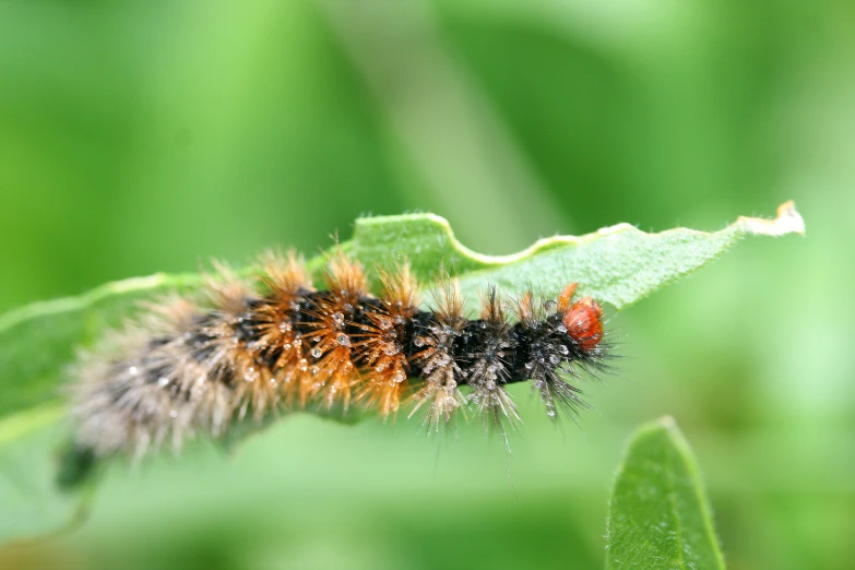 a close up of a erfly on a green leaf