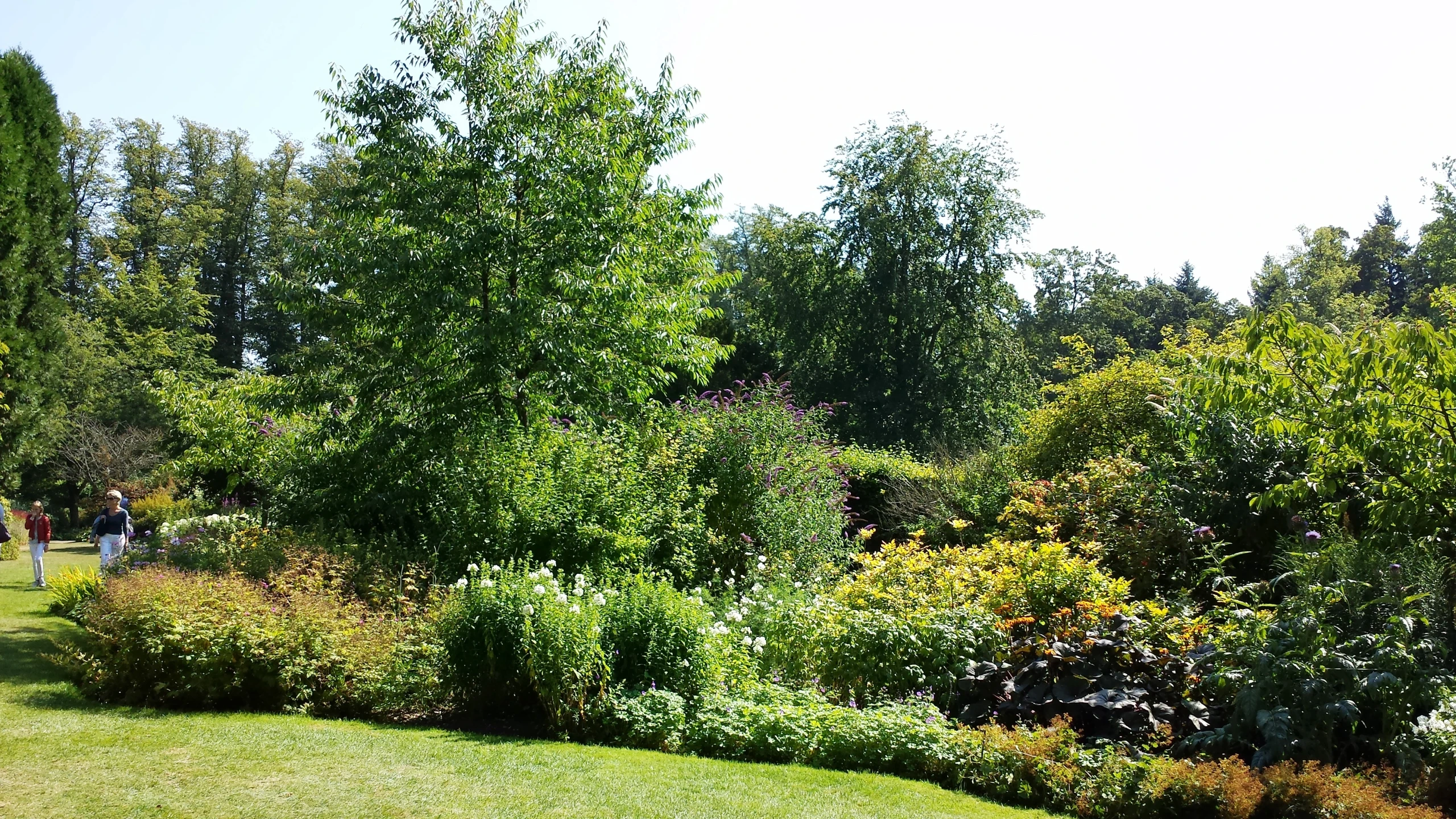 several small bushes in a patch of grass with trees behind it