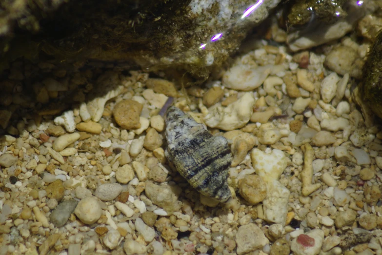 a small shell is sitting on the gravel