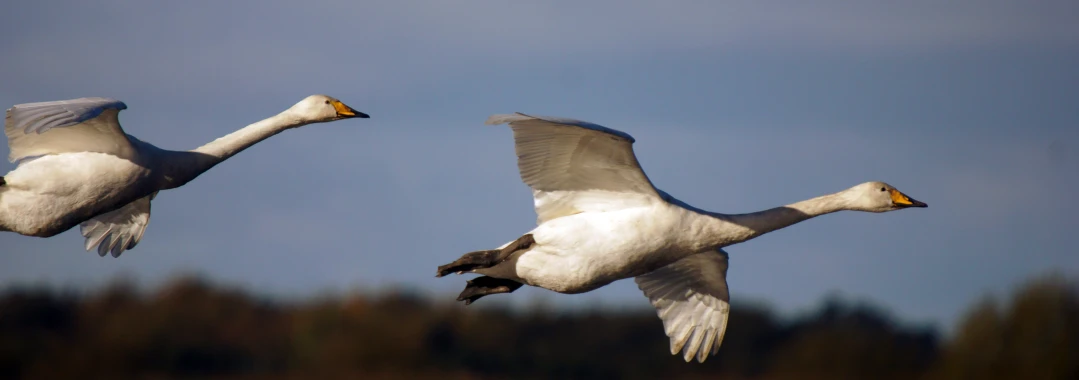 two white birds flying in the sky and one with a yellow beak