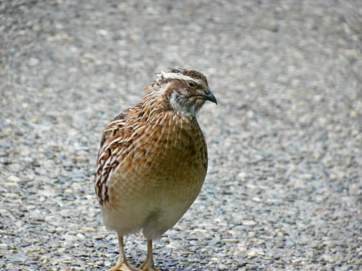 the small bird has brown and white feathers