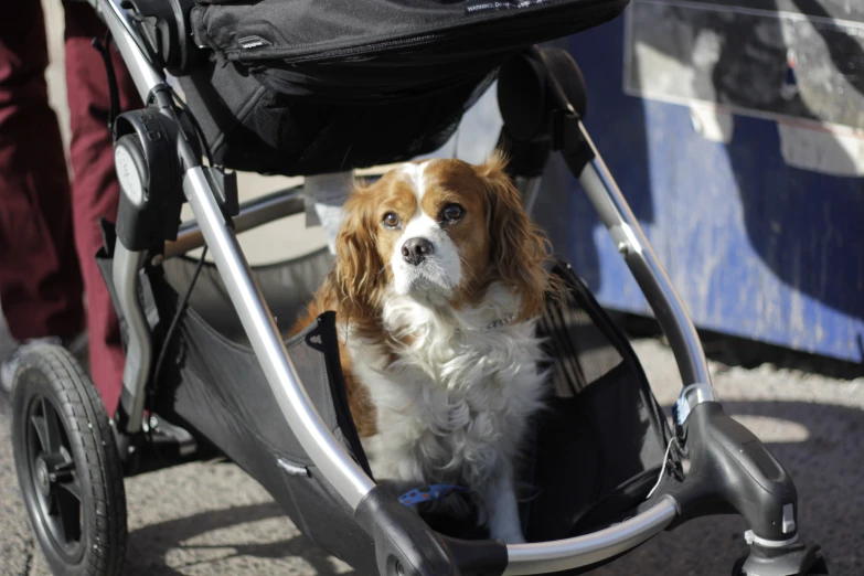 a brown and white dog sitting in a small stroller