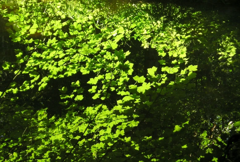 the sunlight is shining on an area of plants