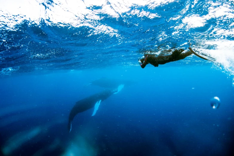 a person wearing diving gear swimming next to an animal