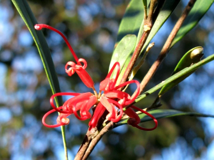 the red flower is blooming on a tree