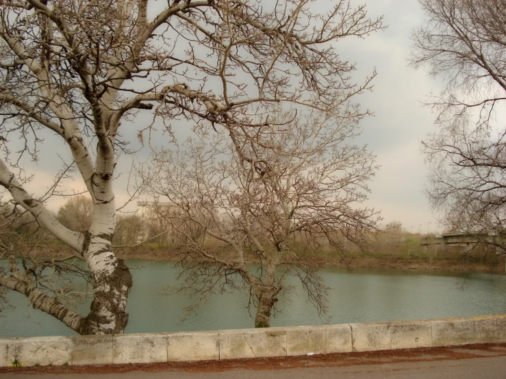 some trees near the river and a bench