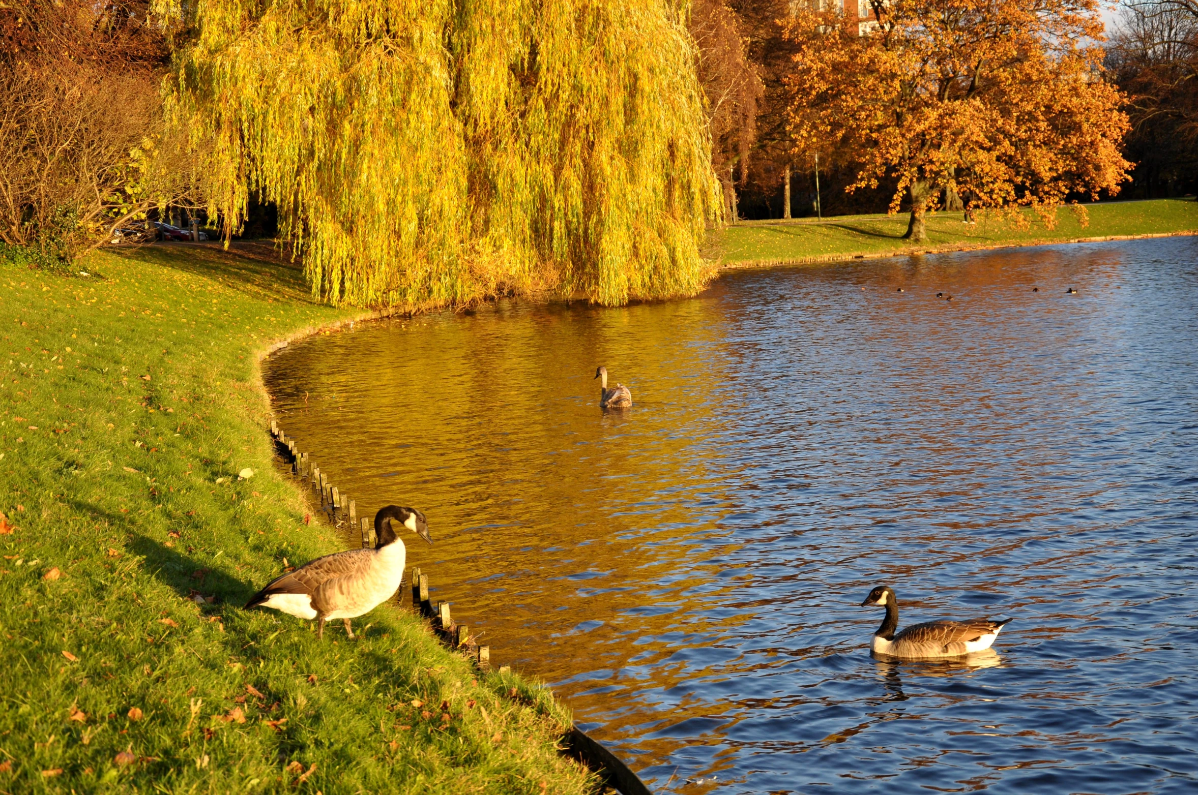 ducks swimming in a small pond near some fall foliage