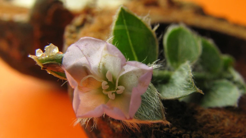 a tiny pink flower on a brown plant