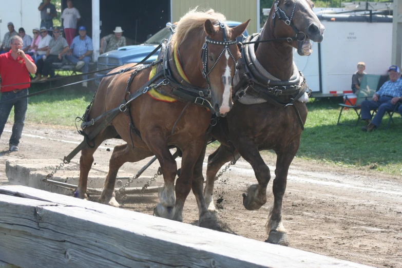 a couple of horses are going on a race