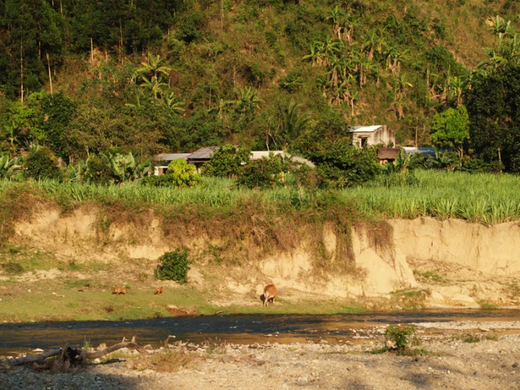 a brown cow is grazing near some trees