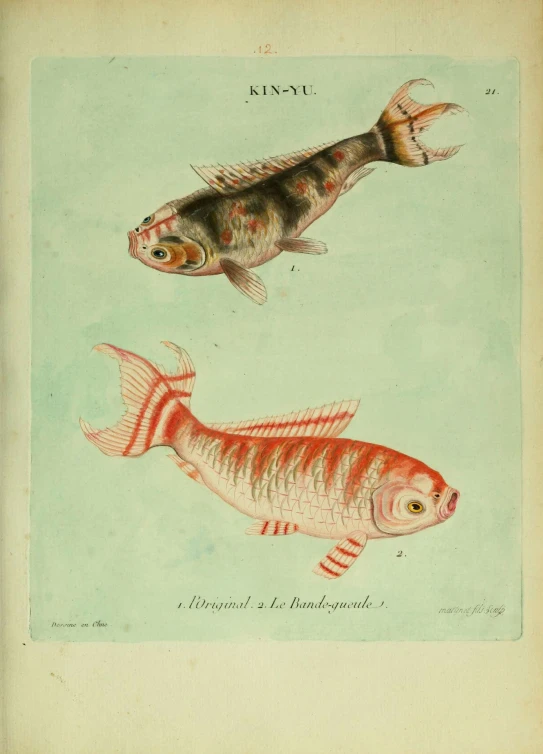 two fishes are shown with two other fishes