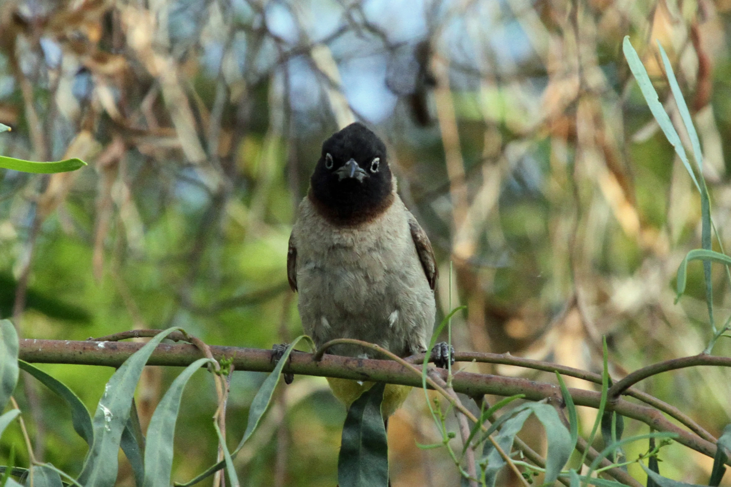 a small bird perched on the top of a leafy tree