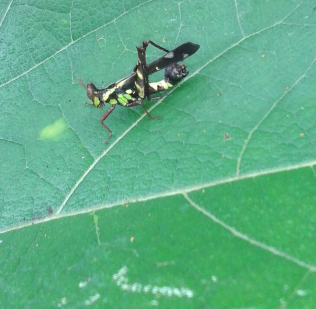 a bug sitting on a green leaf under it's legs