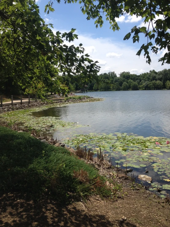 trees in front of water that has lilies on it