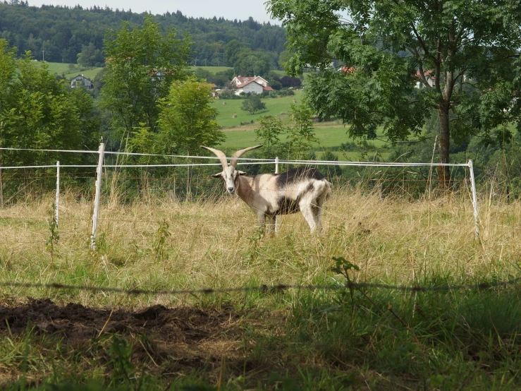 a white goat with horns standing in the middle of the woods