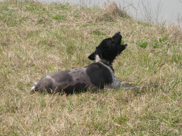 a dog that is laying down in some grass