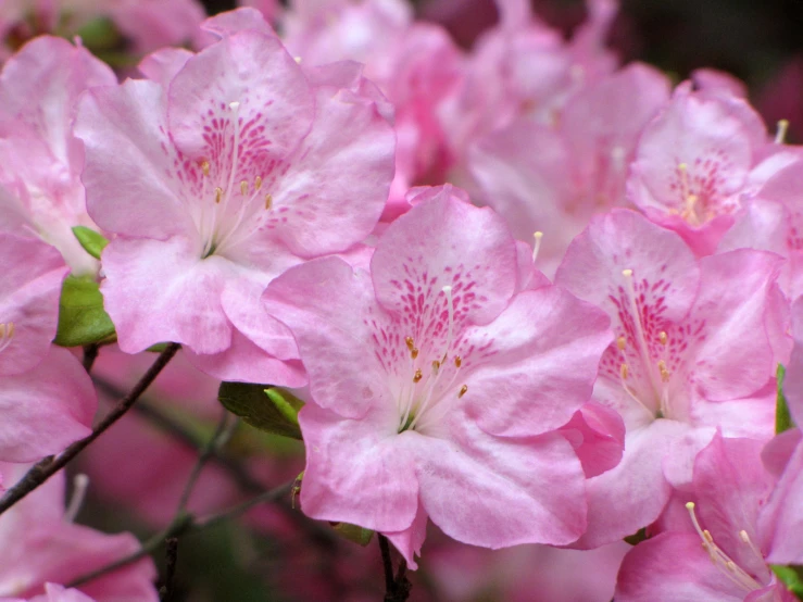 close up view of pink flowers with long stem stems