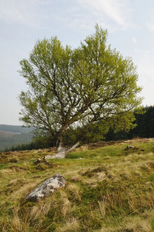 a large tree on the side of a grassy hill