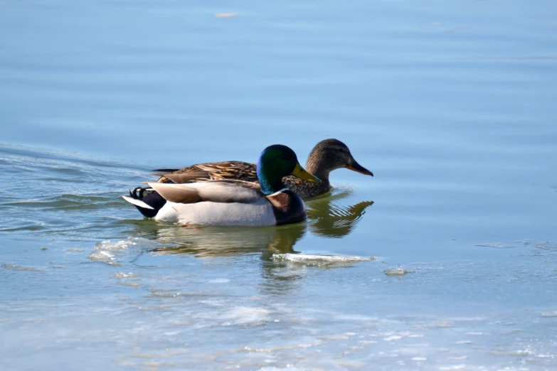 a couple of ducks are swimming on the water