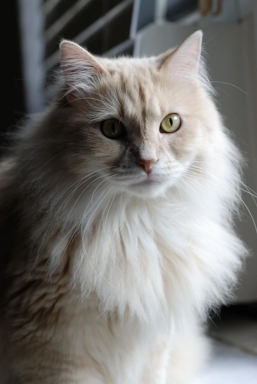 a large fluffy cat sitting next to an air conditioner