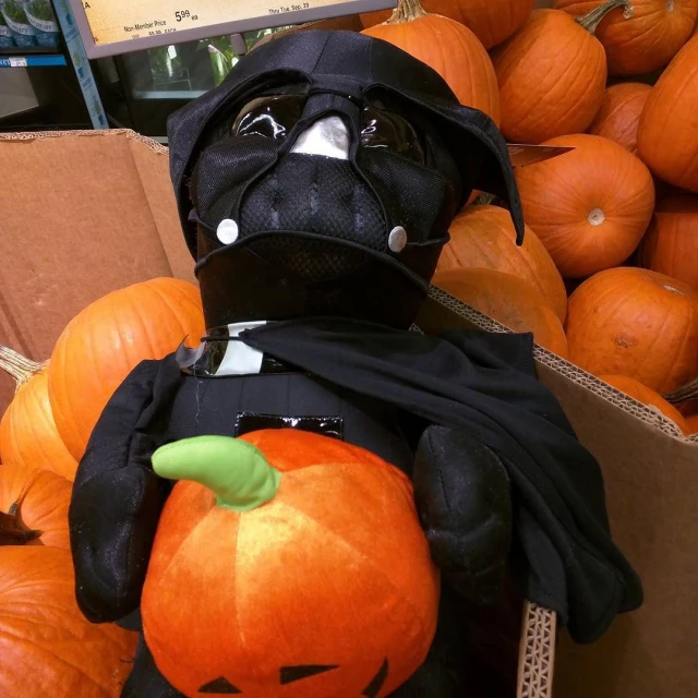 a stuffed animal wearing a hat and carrying a jack o lantern in a box