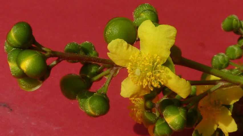 a small group of flowers with leaves on it