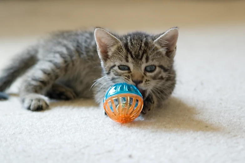 a cat playing with a toy on the floor