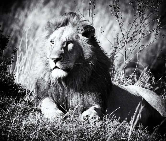 a big lion sits in a grassy field