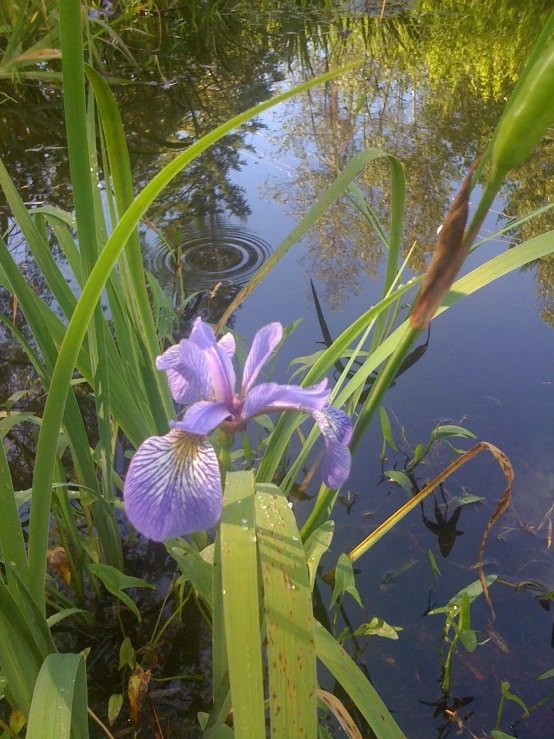 a single purple flower is growing in the water