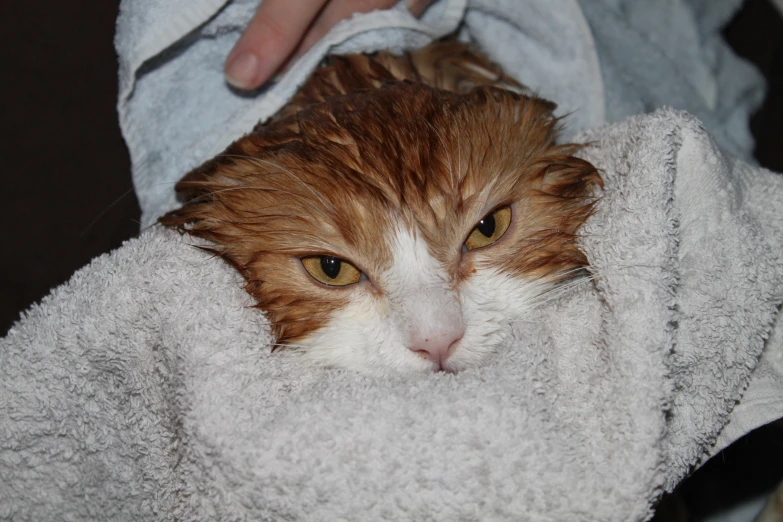 the cat is laying down covered by a towel