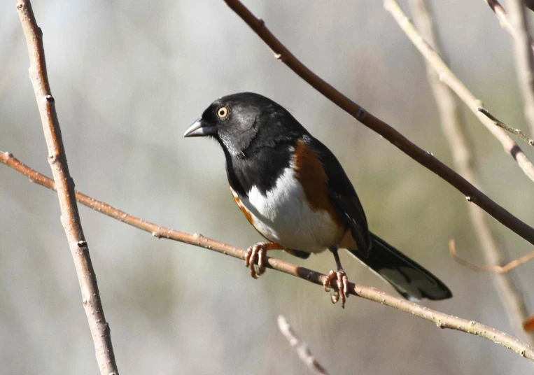 a bird sitting on a nch of a tree