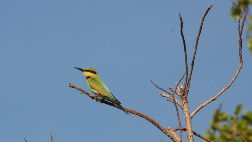 a bird perched on the nch of a tree