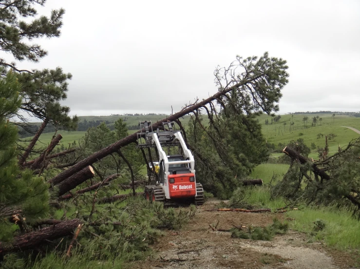 a person on a fork lift working in the forest