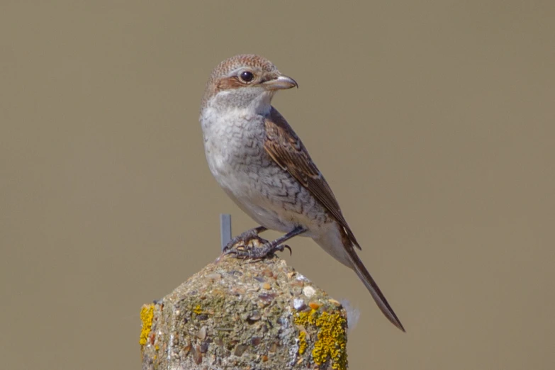 a bird perched on a rock with lichen in its beak