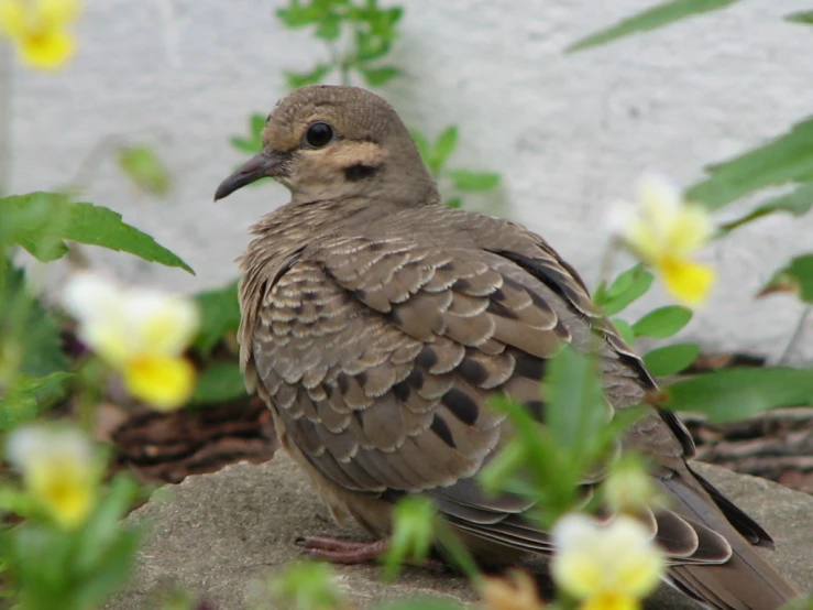 a gray bird sitting on top of a pile of dirt