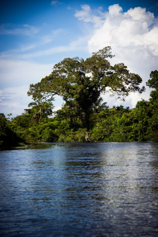 a tree in the water by itself on a sunny day