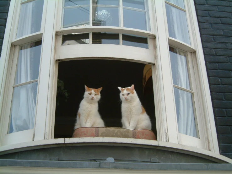 two cats sitting in the window sill together