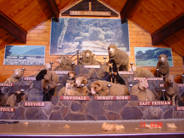 a display case with many fake sheep inside of it