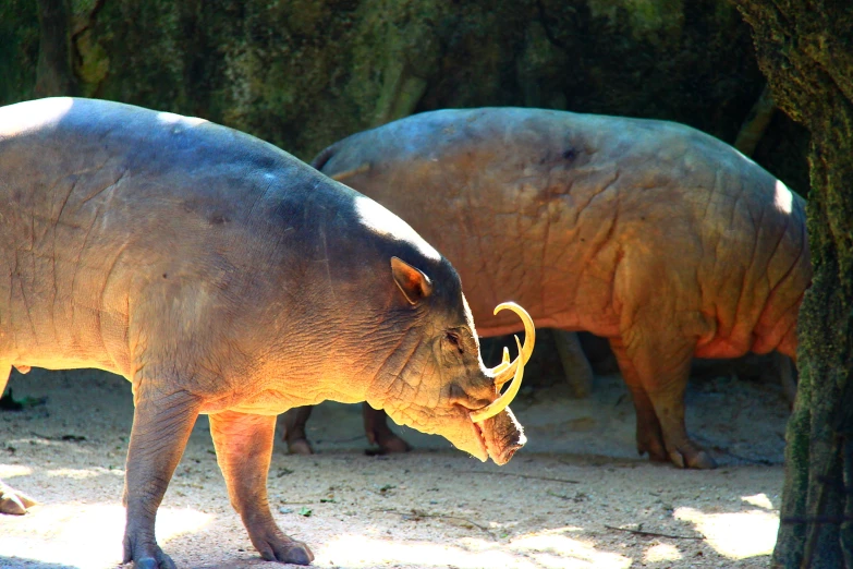 the two large animal are standing in the shade
