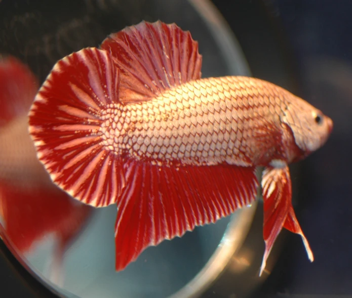 a goldfish with red, wavy, tail tail