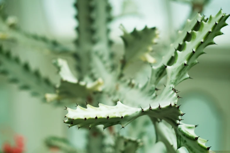 close up of a cactus's green leaves and spines