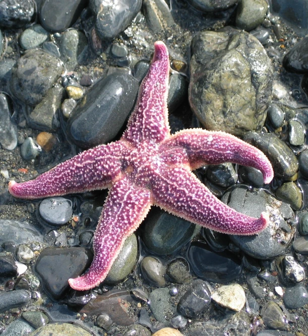 there is a starfish in the sand on a rocky shore