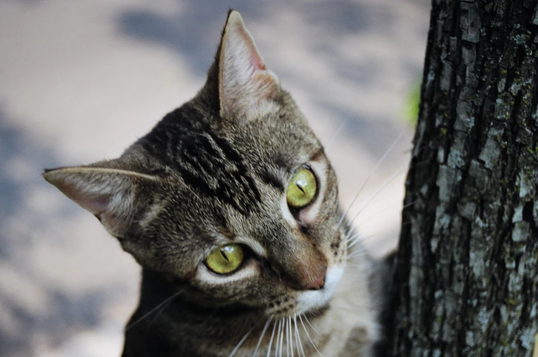 a cat looks up at the camera and stands on a sidewalk